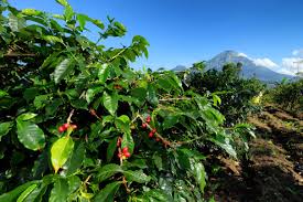 New! Just a Lil Happy *limited edition* Spotlight Coffee: Bali Blue Moon, Organic!