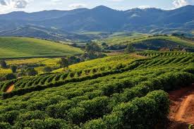 New! Just a Lil Happy *limited edition* Spotlight Coffee: Organic Nicaragua!